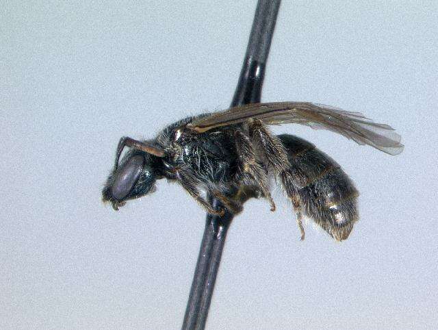 Plancia ëd Lasioglossum punctatoventre (Crawford 1907)