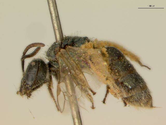 Lasioglossum sedi (Sandhouse 1924)的圖片