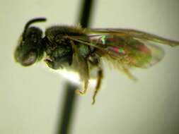 Lasioglossum foveolatum (Robertson 1902)的圖片