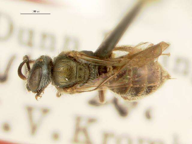 Image of Lasioglossum foveolatum (Robertson 1902)