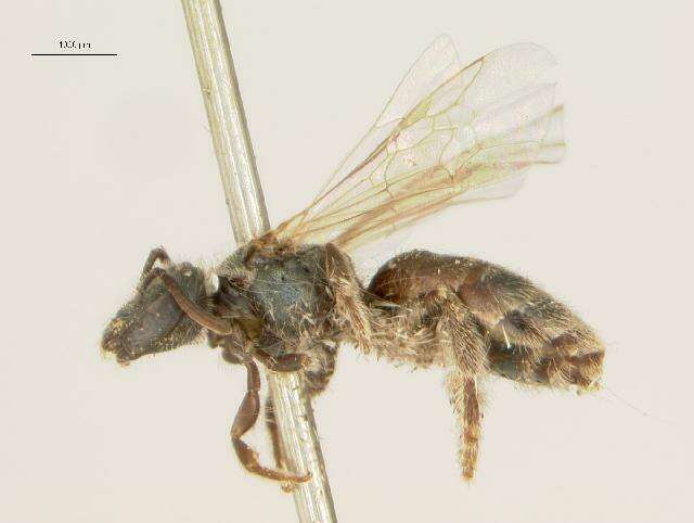 <i>Lasioglossum prasinogaster</i> resmi