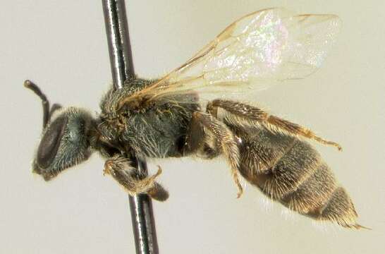 Plancia ëd <i>Lasioglossum trigeminum</i>