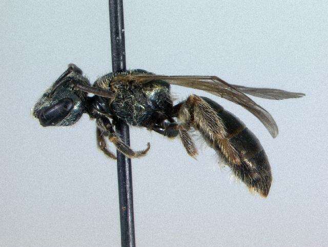 Image of Zephyr Dialictus