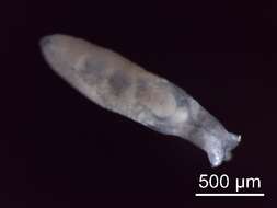 Image of Echinostomatidae