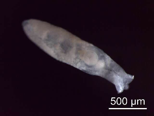 Image of Echinostomatidae