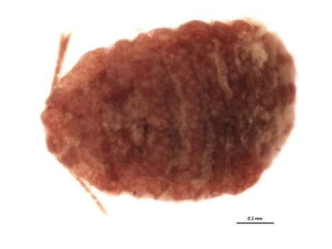 Слика од Pseudococcus comstocki (Kuwana 1902)