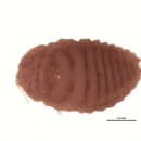 Image of Planococcus kraunhiae (Kuwana 1902)