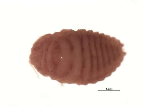 Image of Planococcus kraunhiae (Kuwana 1902)