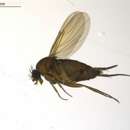 Image of Megaselia ruficornis (Meigen 1830)