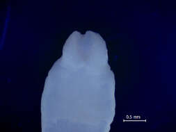 Image of Diphyllobothriidae
