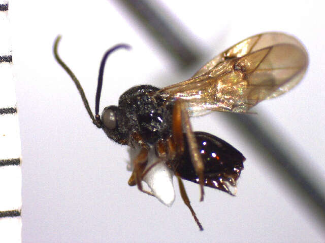 Image of <i>Diplolepis bassetti</i>
