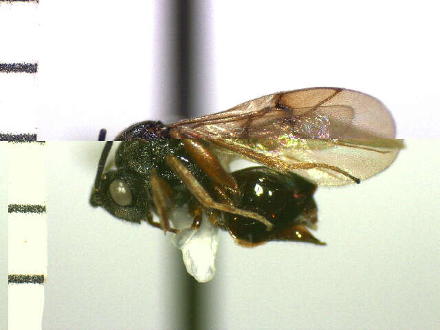 Image of <i>Diplolepis bassetti</i>