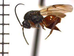 Image of <i>Diplolepis bicolor</i>