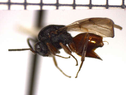 Imagem de <i>Diplolepis bicolor</i>