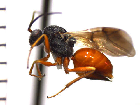 Image of <i>Diplolepis bicolor</i>