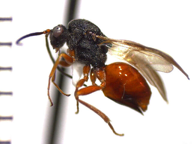 Слика од <i>Diplolepis bicolor</i>