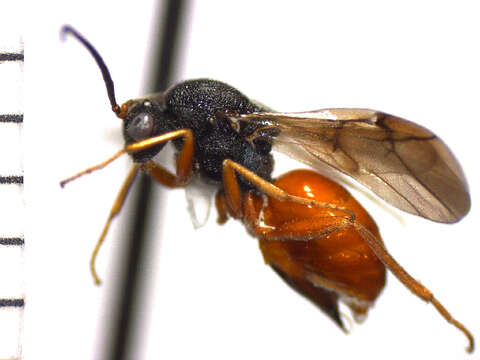 Imagem de <i>Diplolepis bicolor</i>