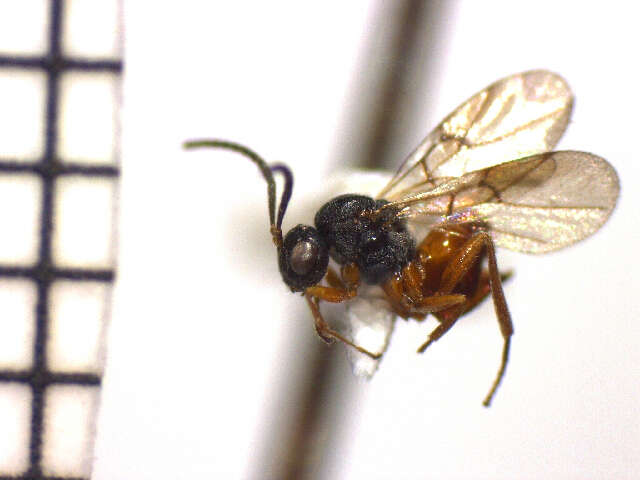 Image of <i>Diplolepis fusiformans</i>