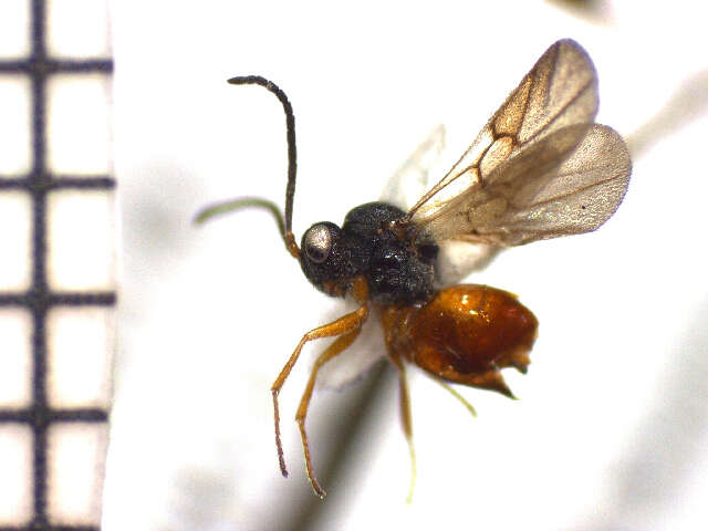 Image of <i>Diplolepis fusiformans</i>