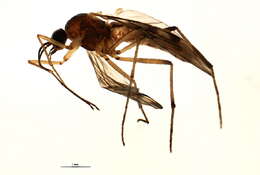 Image of wood gnats