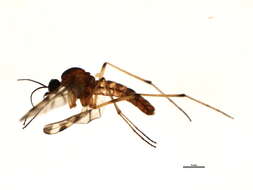 Image of wood gnats