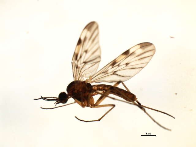 Image of wood gnats