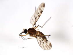 Image of wood gnats