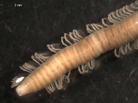 Image of Crested Millipedes