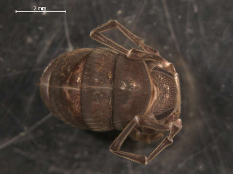 Image of Crested Millipedes