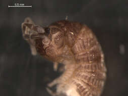 Image of Crested Millipedes