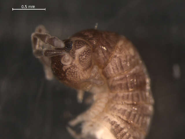 Image of Crested Millipedes