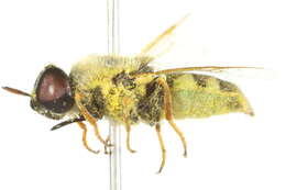 Image of <i>Psellidotus texasiana</i>