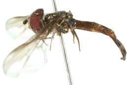 صورة Ocyptamus fuscipennis (Say 1823)