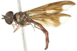 صورة Ocyptamus fuscipennis (Say 1823)