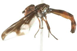 صورة Ocyptamus fuscipennis (Say 1823)