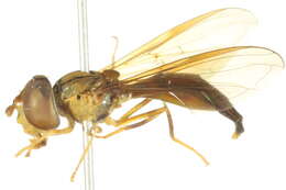 صورة Ocyptamus lividus (Schiner 1868)