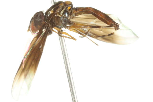 صورة Ocyptamus antiphates (Walker 1849)