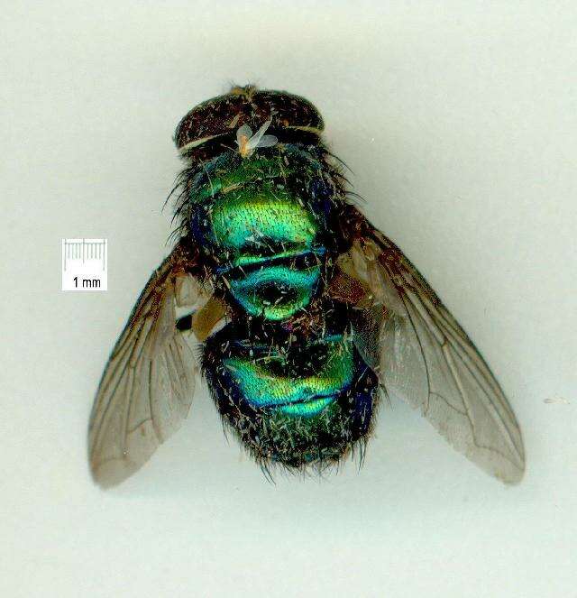 Image of blow flies