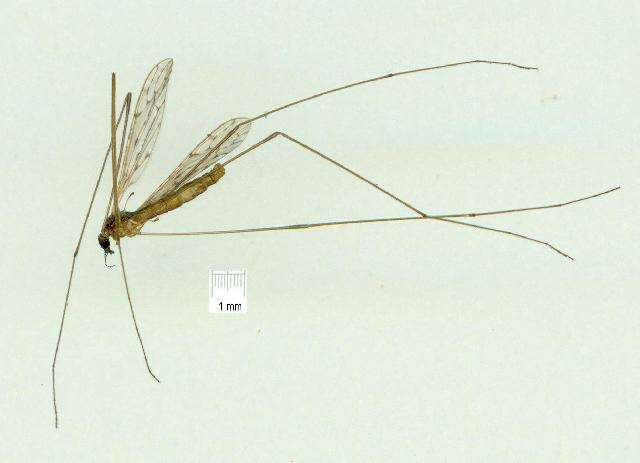 Sivun Atypophthalmus (Atypophthalmus) emaceratus (Alexander 1921) kuva