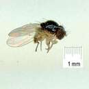 Image of Mycodrosophila aqua Bock 1980