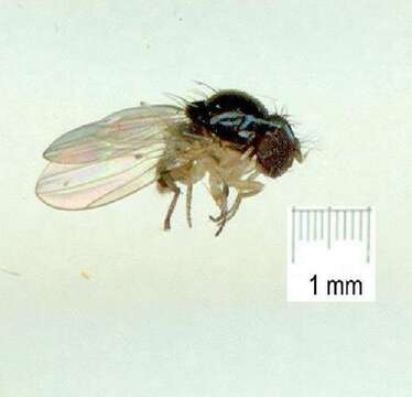 Image of Mycodrosophila aqua Bock 1980