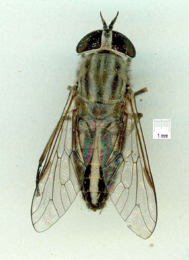 Image of Tabanus