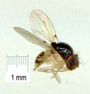 Image of Mycodrosophila aqua Bock 1980