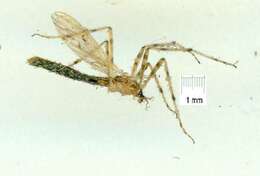 Image of Styringomyia