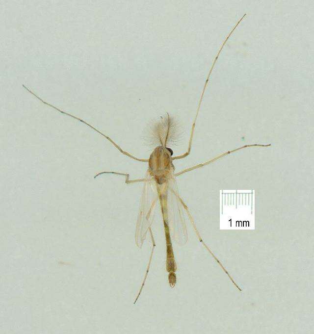 Image of Chironomus circumdatus (Kieffer 1916)