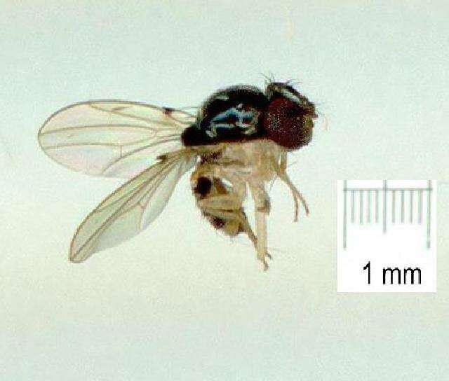 Image of Mycodrosophila aqua Bock 1980