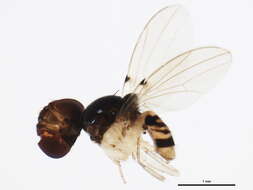 Image of Mycodrosophila aqua Bock 1980