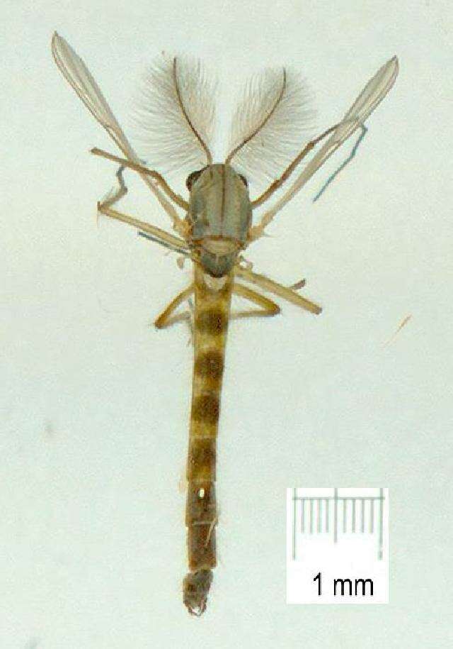 Image of Chironomus cloacalis Atchley & Martin 1971