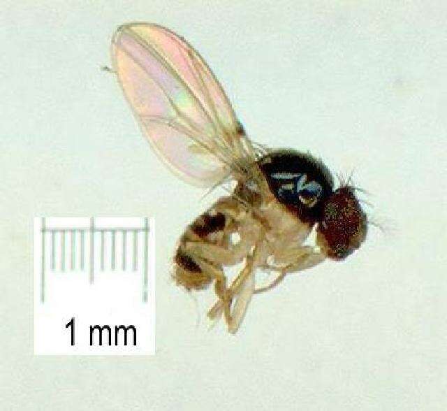 Image of Mycodrosophila aqua Bock 1980