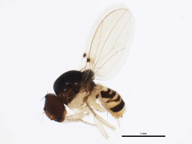 Image of Mycodrosophila aqua Bock 1980